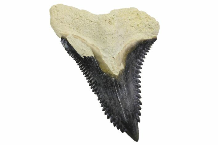 Fossil Shark Tooth (Hemipristis) - Bone Valley, Florida #145129